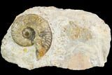 Ammonite Fossil - Boulemane, Morocco #122422-1